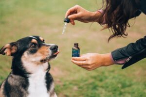 Lire la suite à propos de l’article Le CBD pour les chiens en 2023 : un guide complet pour ses bienfaits et son utilisation