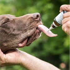 CBD pour les chiens