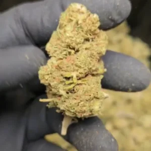 Orange Bud CBD - Big Bud